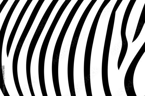 Zebra Textur 01