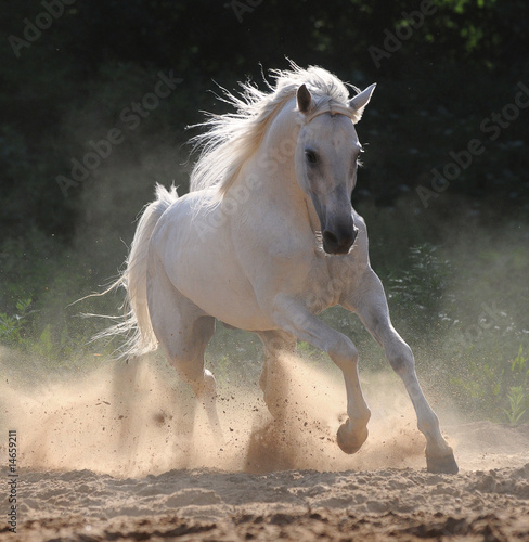 white horse runs gallop in dust