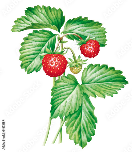 Walderdbeeren