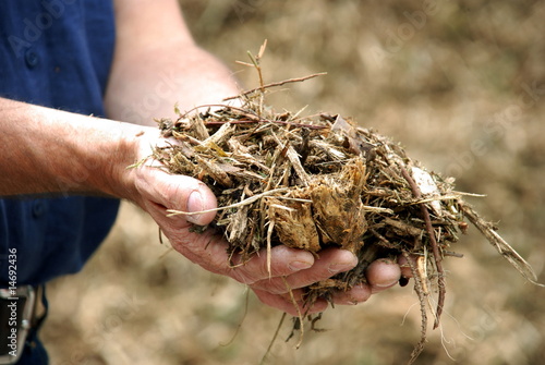 Biomasse als Energieträger regenerative Energie