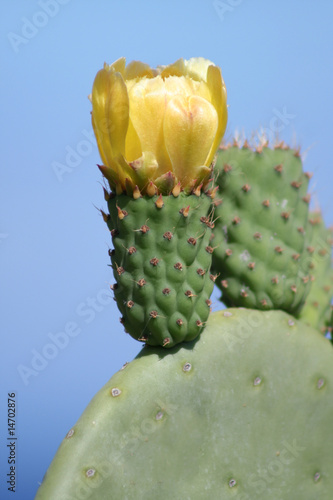 flor de tunera. islas canarias