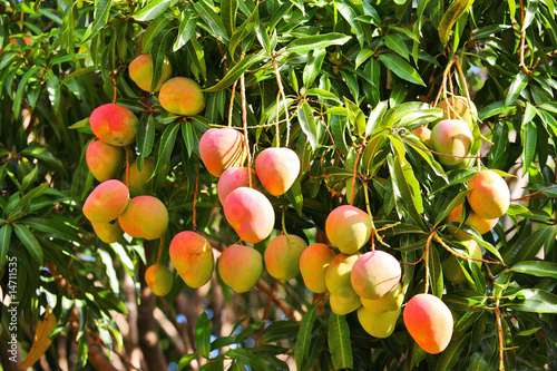 Mango tree with ripening fruits