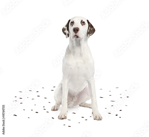 Dalmatian shedding its spots