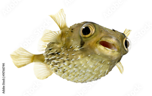 Long-spine porcupinefish also know as spiny balloonfish - Diodon