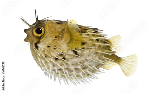 Long-spine porcupinefish also know as spiny balloonfish - Diodon