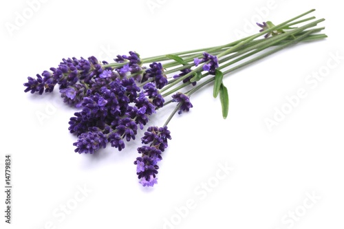 Lavendel