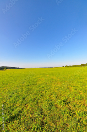 A meadow in late spring, Baden-Wuerttemberg, Germany