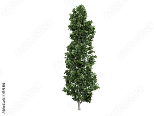 Poplar_(Populus)