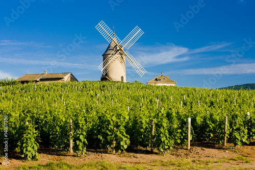 vineyards with windmill, Chénas, Beaujolais, Burgundy, France
