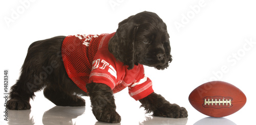 american cocker spaniel puppy dressed up playing football