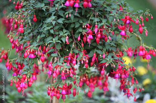 fuchsia