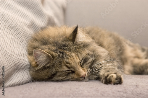 Eine Norwegische Waldkatze schläft auf einem Sofa