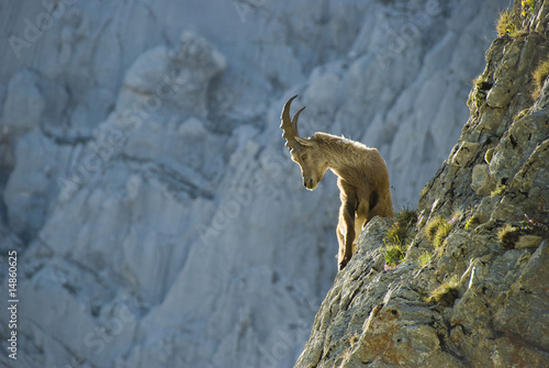 Steinbock