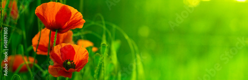 bandeau horizontal vert et fleur rouge - nature et coquelicot