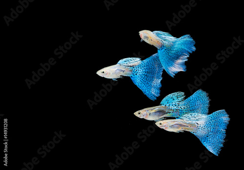 Swimming blue guppy, tropical fish pet