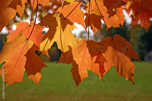 Orange and yellow leaves of sugar maple