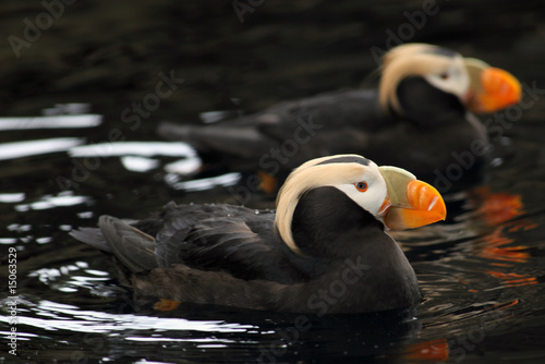 Tufted Puffins, Alaska