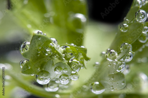 parsley in water macro