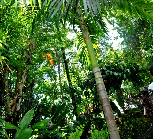 forêt tropicale