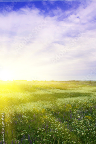 Flower field,sun and sky.