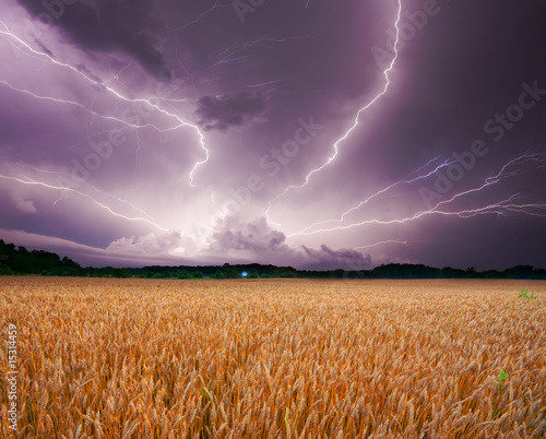 Storm over wheat