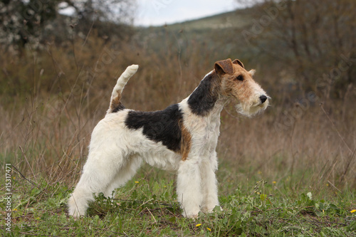 standard d'un fox terrier à poil dur dans la nature - profil