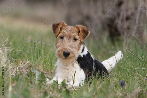 fox terrier à poil dur couché dans l'herbe de face