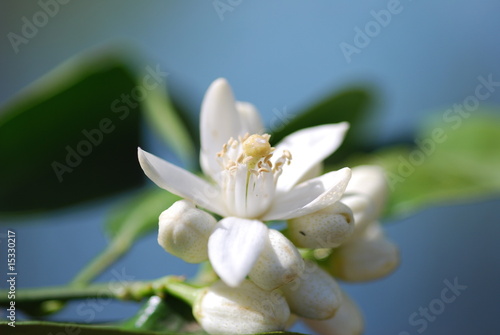 Orangenblüte