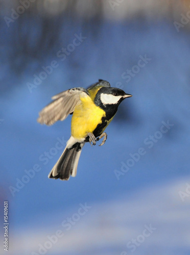 great tit