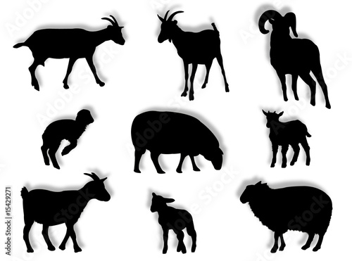 Pecore e montoni in silhouette