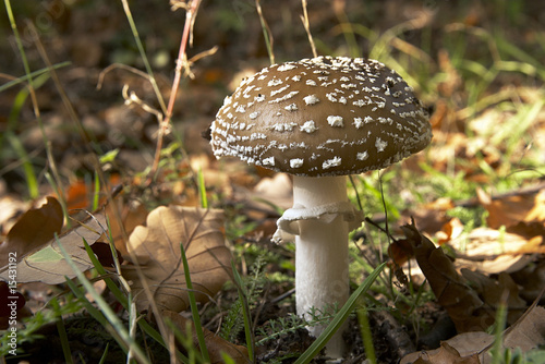 Pantherpilz im Laubwald