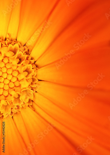 Beautiful orange flower