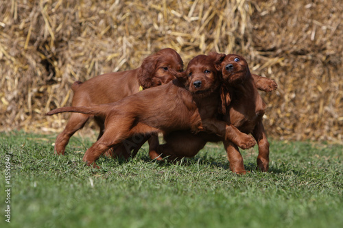 trois chiots setter irlandais jouant ensemble à se battre