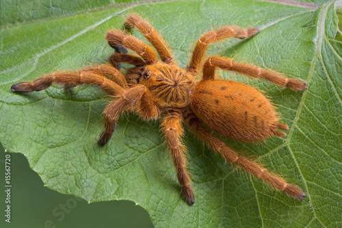 Orange tarantula