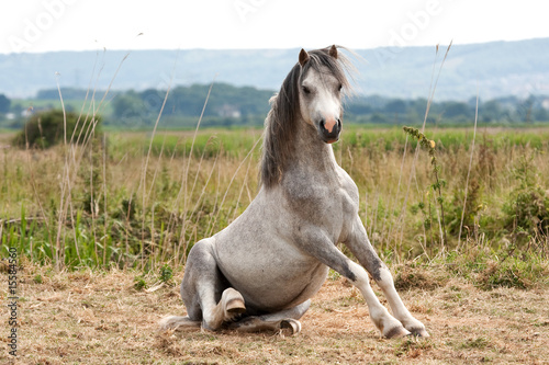 Grey gelding arises from a roll