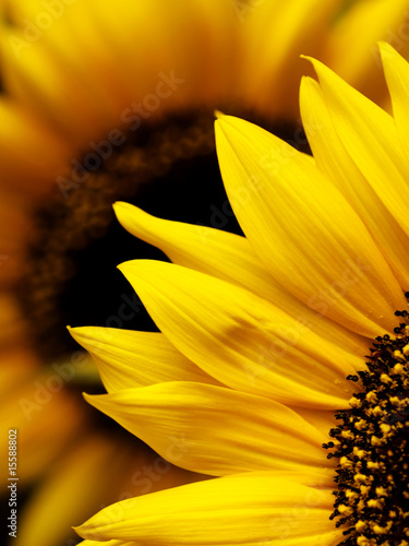 Sunflower macro