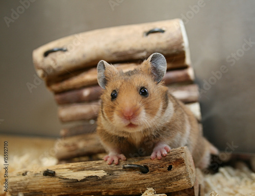 Little Hamster