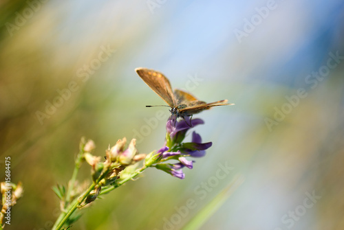 Nature background with butterfly