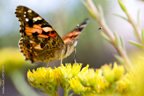 Schmetterling, Distelfalter (Vanessa cardui)