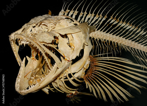 The fish skeleton