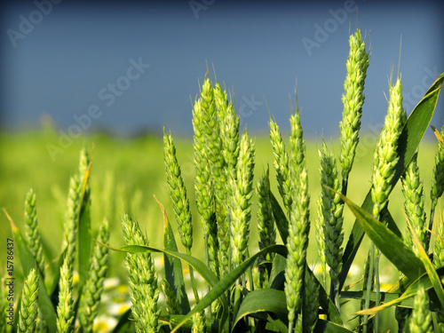 Organic green crop close up