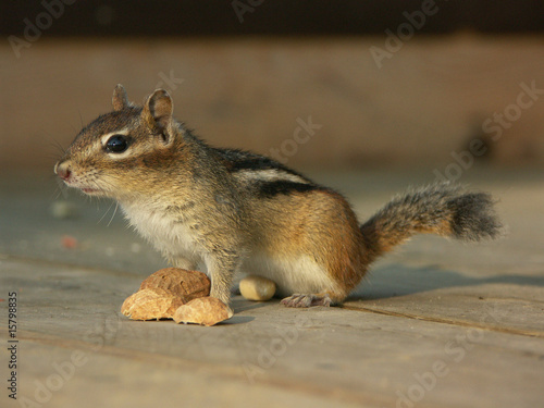 Chipmunk frisst Erdnuss