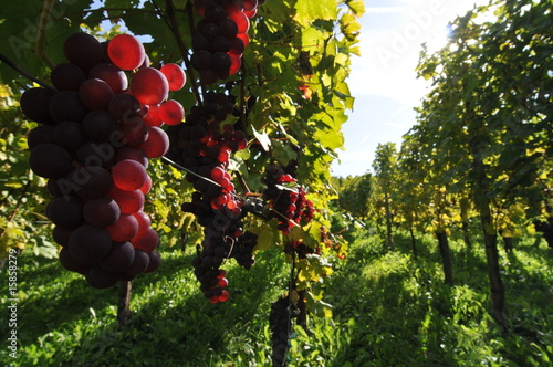 Weinreben bei Freiburg