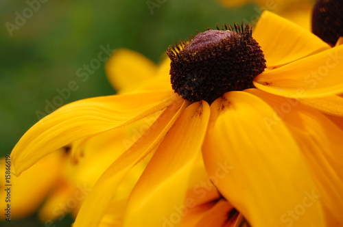 Rudbeckia