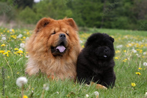 chow-chow adulte couché près de son chiot assis dans l'herbe