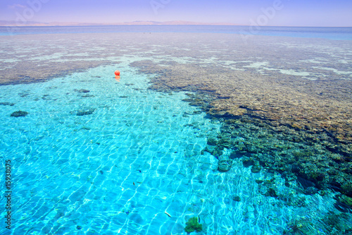 Coral reef "Napoleon". Red Sea. Egypt.