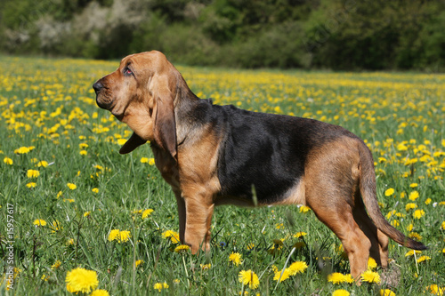 chien de saint-hubert immobile de profil dans l'herbe