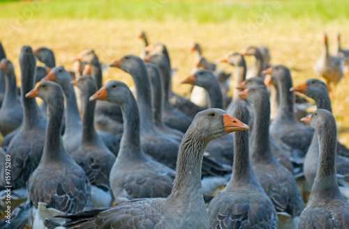 perigord geese