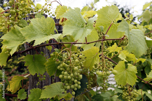 Weisse Weinbeeren