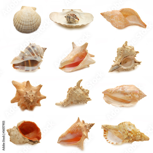image of seashells on white background